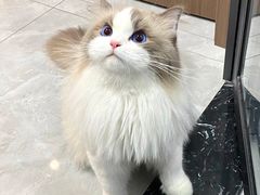 -翊宠yipet猫狗购宠庄园犬舍•猫舍