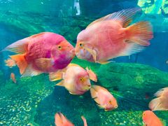 -泉州海丝野生动物世界