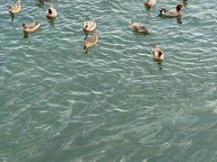 -深圳湾公园(南山区)
