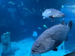 -太平洋海底世界