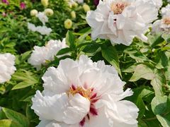 -莲花池公园