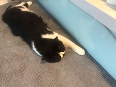 -平行世界·猫咖(首经贸店)