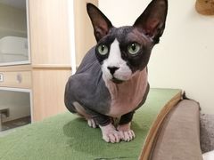 -猫和宫(六道口店)