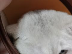 -瑞派宠物医院·24h·骨外科·皮肤科·全科宠物医疗转诊中心(沈阳浑南院)