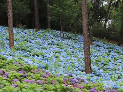 -临平公园(临平街道)