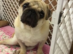 -安安宠医·安宠宠物医院