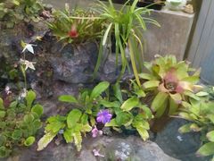 -国家植物园南园