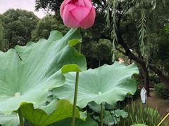 -陈家山荷花公园