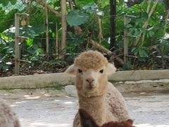 -深圳野生动物园