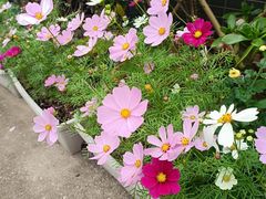 -子午路张记·肉夹馍(华强北店)