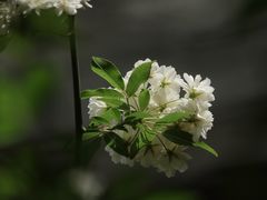 -芥子园