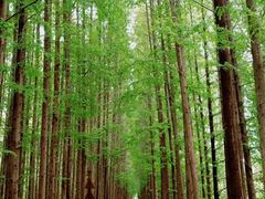 -黄海国家森林公园