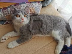-福懋动物医院·犬猫全科·外科·重症科(杏林分院)