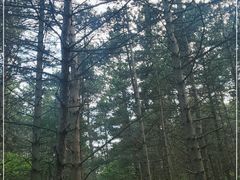 -帽儿山国家森林公园