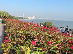 -深圳湾公园(南山区)
