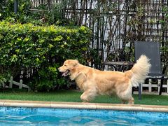 -汪说喵讲宠物乐园宠物酒店(红星美凯龙店)