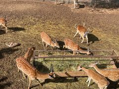 -青藏高原野生动物园