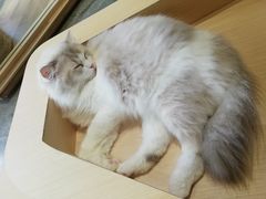 -瞄一喵猫咖(格力海岸店)