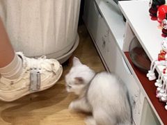 -喵百万·布偶·蓝金金渐层英短·猫舍(百子湾店)
