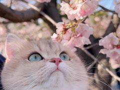 -翊宠yipet猫狗购宠庄园犬舍•猫舍