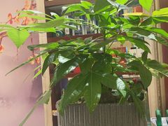 -小八仙·宴(三峡茶庄店)