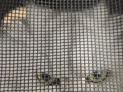 -宠颐生宠物医院·心肾内科·猫专科诊疗中心宠巢店