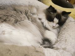 -滚猫咖啡·猫咖·猫友好撸猫(未来城店)