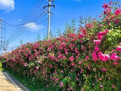-悦见花开·花园里的火锅·露营·下午茶