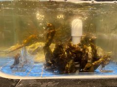 -青蓬蒸汽海鲜·深圳老字号·团建聚会(壹方城店)