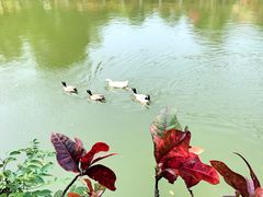 景点-三亚蜈支洲岛旅游区