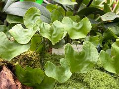 -南山植物园