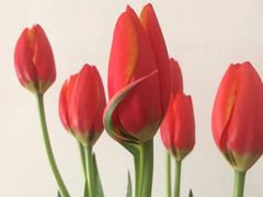 -双季花艺园艺市场(浦东店)