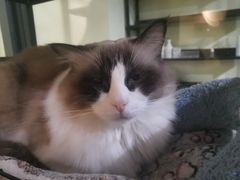 -青柠影咖·私人影院(龙泉店)