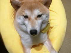 -逗柴咖啡屋·狗咖猫咖宠物桌游