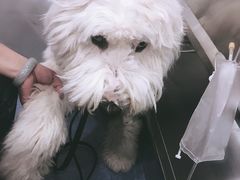 -伟伟宠物医院·CT影像中心·瑞派犬猫综合性门诊(汉口总院)