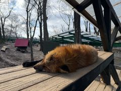 -宫城藏王狐狸村