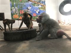 -西安秦岭野生动物园