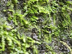 -牛背梁国家森林公园