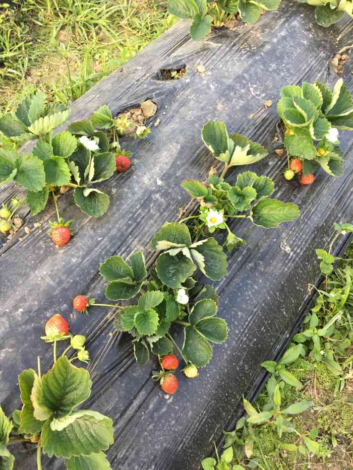 古港草莓园-"【位置】琶洲石基村(黄埔古港)总站(有2.