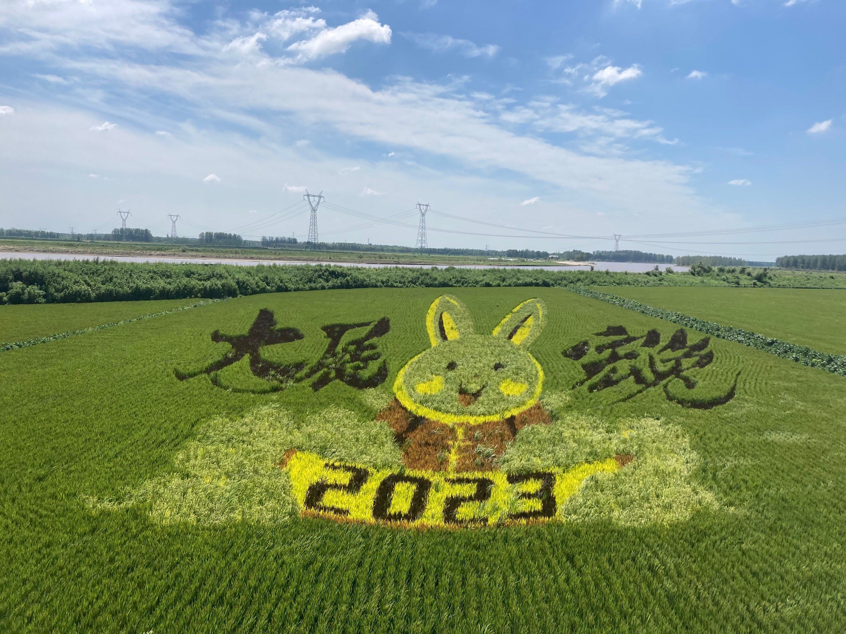 快来看稻田画呀,太好看了吧