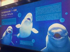 -上海海洋大学鱼文化博物馆(军工路校区)