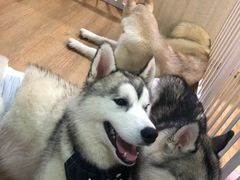 -Husky Go! 哈士奇体验馆·宠物咖啡厅狗咖
