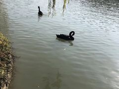 -西湖游船
