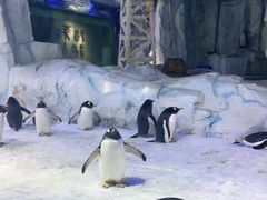 -芜湖新华联大白鲸海洋公园