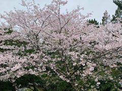 -武汉大学-樱园