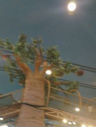 -卡通尼·Safari非洲探索乐园·生日会(金桥国际商业广场店)