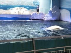 -秦皇岛乐岛海洋王国