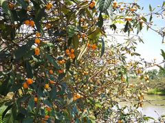 -塘栖枇杷特色园区