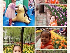 洛阳郁金香牡丹园-洛阳郁金香牡丹园