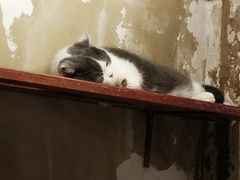 -猫咪博物馆(顶澳仔猫街店)